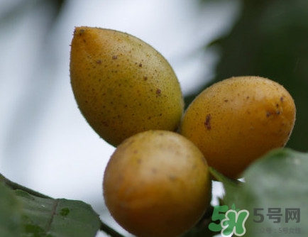 黃皮干多少錢(qián)一斤？川貝黃皮干有什么功效