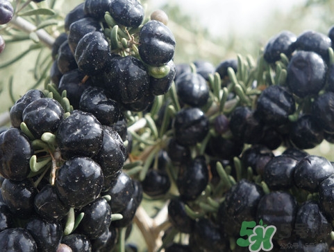 黑枸杞哪里的最好？黑枸杞怎么吃？