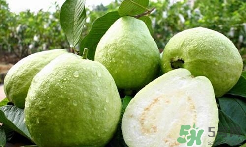 番石榴皮可以吃嗎？番石榴皮的功效與作用