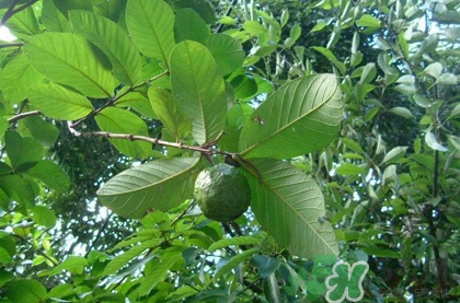 番石榴葉子能治糖尿病嗎？番石榴葉降血糖嗎？