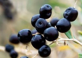 女人喝黑枸杞有什么用？女人喝黑枸杞要注意什么