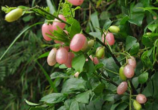 山黃皮就是黃皮果嗎？山黃皮和黃皮果的區(qū)別