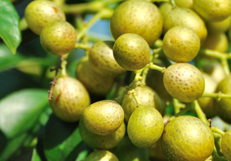 山黃皮怎么做好吃？山黃皮有什么藥用價值