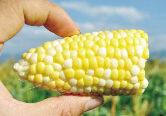 玉米和桃子能一起吃？桃子可以和玉米一起吃嗎？