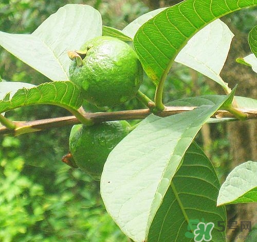 番石榴葉煮水的功效 番石榴葉可不可以醒酒 番石榴葉煮水的功效 番石榴葉可不可以醒酒