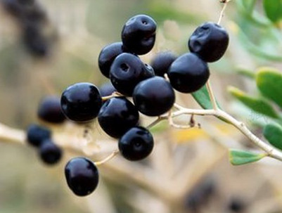 黑枸杞什么時候成熟？黑枸杞什么時候采摘