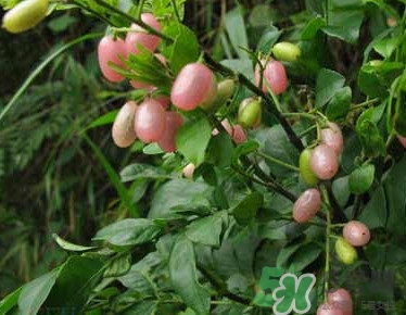 山黃皮就是黃皮果嗎？山黃皮和黃皮果的區(qū)別