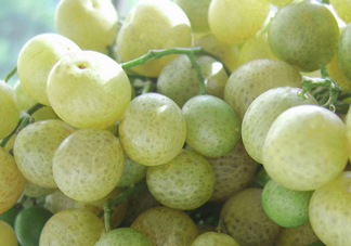 山黃皮怎么腌制成甜的？山黃皮醬的制作方法