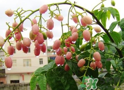 山黃皮怎么做好吃？山黃皮有什么藥用價(jià)值