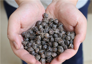 辣木籽的調選 辣木籽的特點