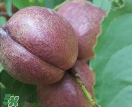 黑桃水果是什么品種？黑桃是酸性還是堿性