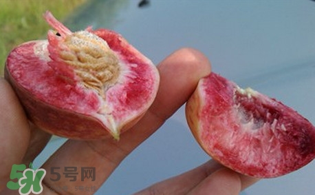 中華血桃什么時(shí)候成熟？中華血桃產(chǎn)地在哪兒