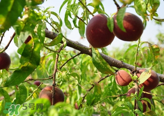 黑桃水果是什么品種？黑桃是酸性還是堿性