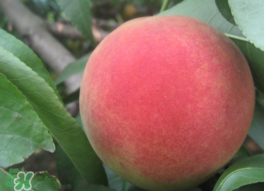 久保桃好吃嗎？久保桃什么時候成熟？