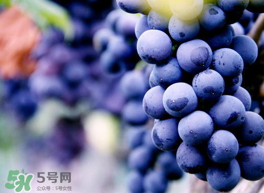 夏黑葡萄幾月成熟？夏黑葡萄幾月份上市？