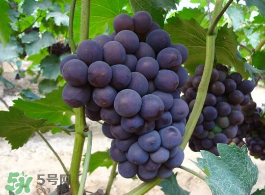 夏黑葡萄多少錢一斤？夏黑葡萄怎么挑選？