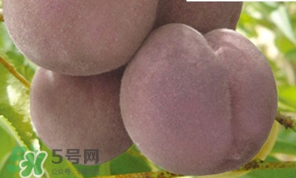 黑桃是什么水果？吃黑桃有什么好處？