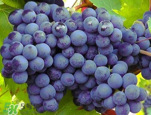 巨峰葡萄是哪里的？巨峰葡萄產(chǎn)地