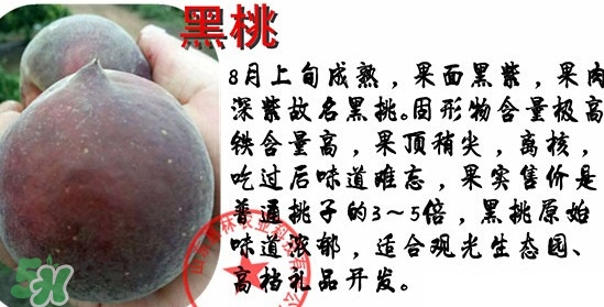 黑桃水果是什么品種？黑桃是酸性還是堿性