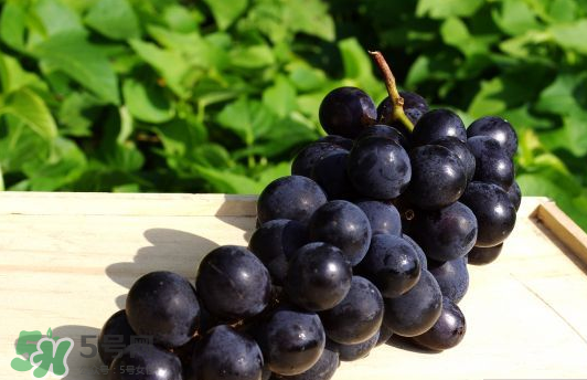 巨峰葡萄是哪里的？巨峰葡萄產(chǎn)地