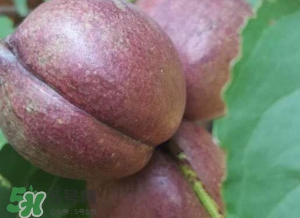 黑桃怎么做好吃？黑桃怎么吃最有營(yíng)養(yǎng)價(jià)值