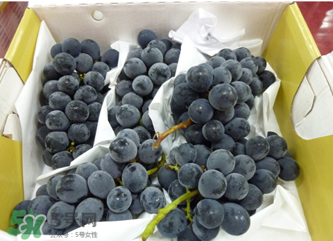 巨峰和夏黑哪個好吃？哪個貴？有什么區(qū)別？