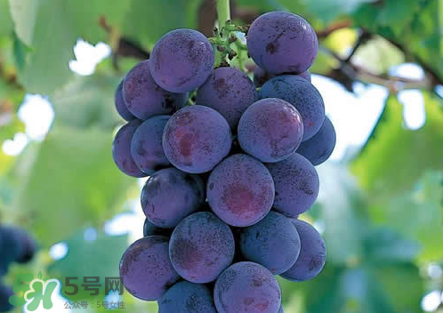 巨峰和夏黑哪個好吃？哪個貴？有什么區(qū)別？