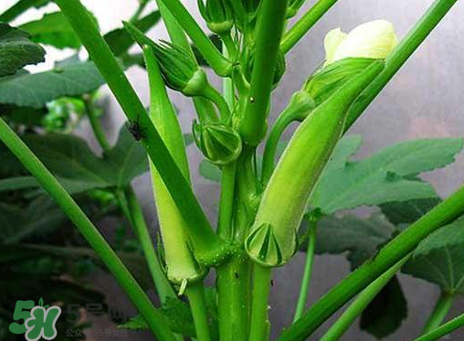 七月份可以種秋葵嗎？黃秋葵可以在7月播種嗎？