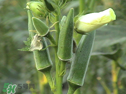 七月份可以種秋葵嗎？黃秋葵可以在7月播種嗎？