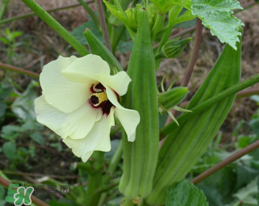 七月份可以種秋葵嗎？黃秋葵可以在7月播種嗎？