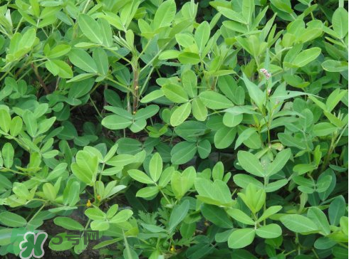 七月份可以種花生嗎？花生七月份可以種植嗎？