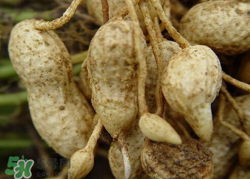 七月份可以種花生嗎？花生七月份可以種植嗎？