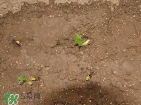 七月份可以種花生嗎？花生七月份可以種植嗎？