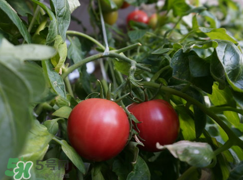 七月份能種西紅柿嗎？七月份大棚能種番茄嗎？