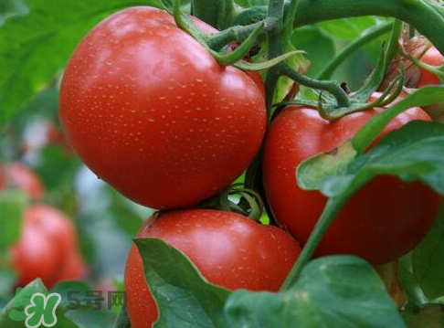 七月份能種西紅柿嗎？七月份大棚能種番茄嗎？