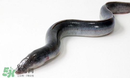 鰻魚有刺嗎？鰻魚有鱗嗎？