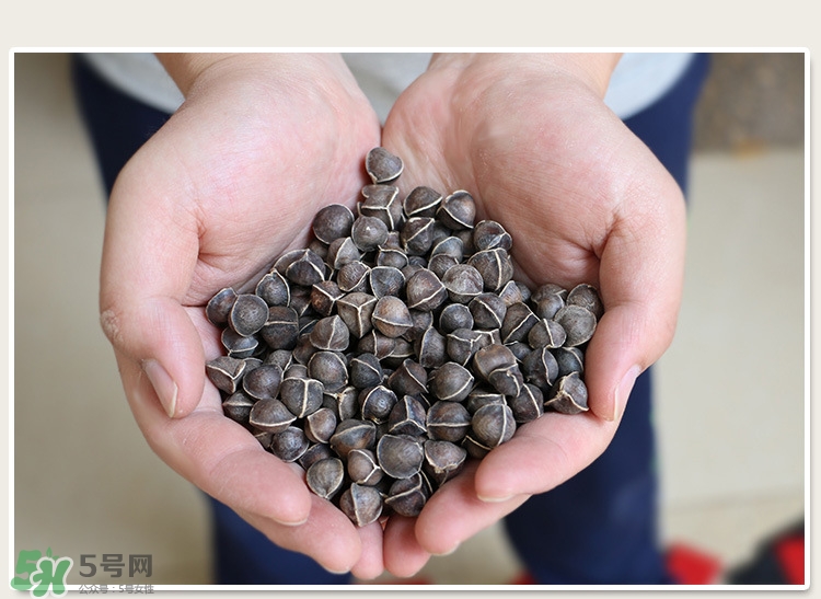 辣木籽的禁忌 辣木籽不適宜人群 辣木籽的禁忌 辣木籽不適宜人群