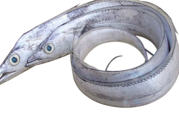 鰻魚(yú)是帶魚(yú)嗎？鰻魚(yú)和帶魚(yú)有什么區(qū)別