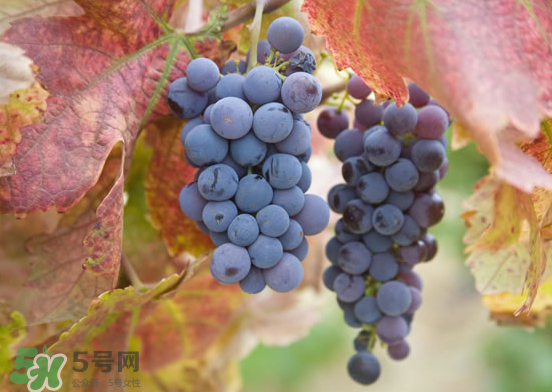 玫瑰香葡萄孕婦能吃嗎？孕婦可以吃玫瑰香葡萄嗎？