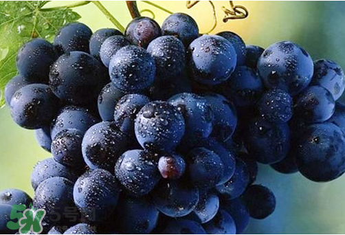 玫瑰香葡萄多少錢一斤？玫瑰香葡萄多少錢一斤2017？