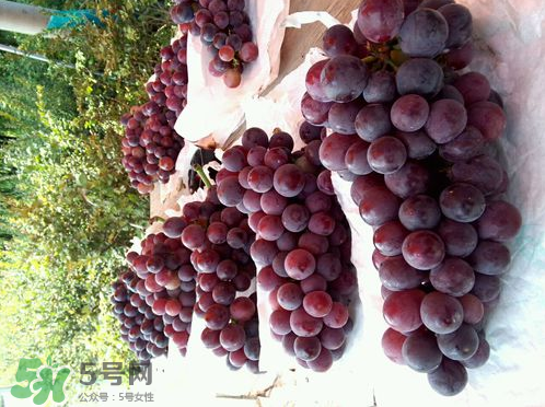 戶太八號葡萄什么時候套袋？戶太八號葡萄什么月份套袋？