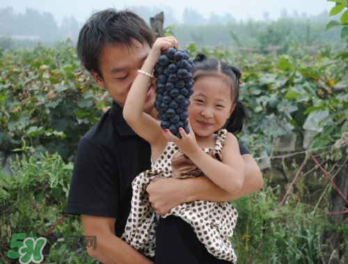 戶太八號葡萄什么時候套袋？戶太八號葡萄什么月份套袋？