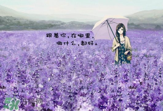 七月份還有薰衣草嗎？7月份還有薰衣草嗎？