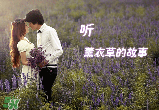 七月份還有薰衣草嗎？7月份還有薰衣草嗎？