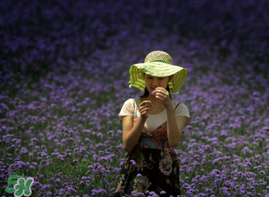 七月份還有薰衣草嗎？7月份還有薰衣草嗎？