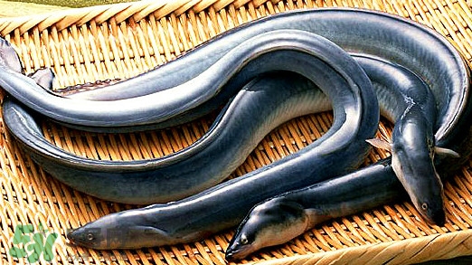 鰻魚有刺嗎？鰻魚有鱗嗎？