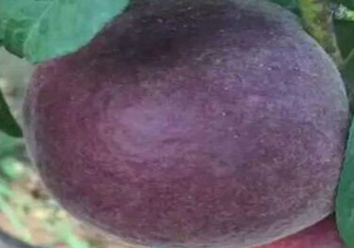 黑桃水果什么時(shí)候吃最好？黑桃水果什么時(shí)候成熟