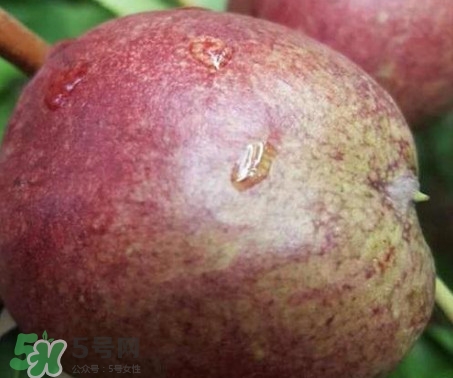 黑桃怎么做好吃？黑桃怎么吃最有營(yíng)養(yǎng)價(jià)值