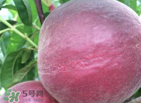 黑桃是什么水果？吃黑桃有什么好處？