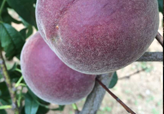 黑桃水果是什么品種？黑桃是酸性還是堿性